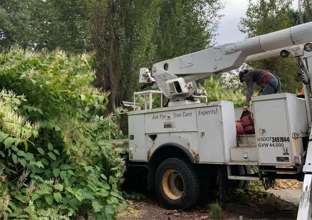 Completed tree service project in Columbia, TN
